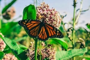 Ciudad de México: Mariposas Monarca, Sierra Chincua y Angangueo