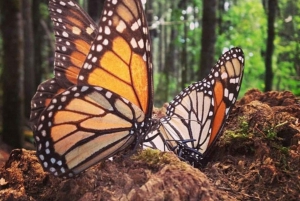 Ciudad de México: Mariposas Monarca, Sierra Chincua y Angangueo