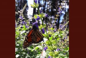 Monarch Butterfly