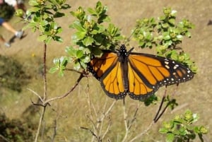 Monarch Butterfly