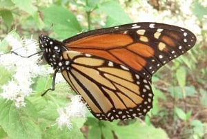Morelia: Monarch Butterfly Tour
