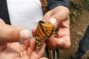 Morelia: Monarch Butterfly Tour