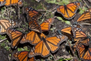 Morelia: Mariposa Monarca El Rosario + Feria de la Esfera + Tlalpujahua