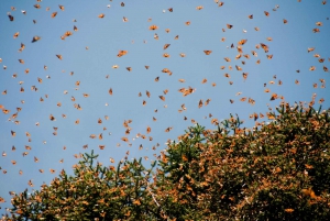 Morelia: Mariposa Monarca El Rosario + Feria de la Esfera + Tlalpujahua