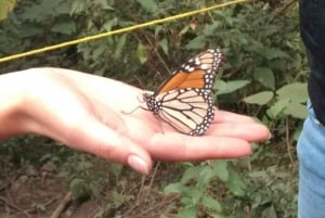 Morelia: Tour to the Monarch Butterfly Chincua Sanctuary