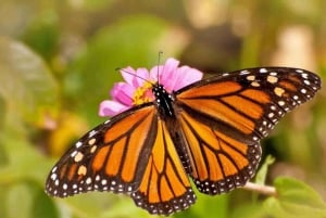 Morelia: Tour to the Monarch Butterfly Chincua Sanctuary