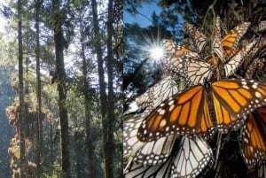 Morelia: Tour to the Monarch Butterfly Chincua Sanctuary