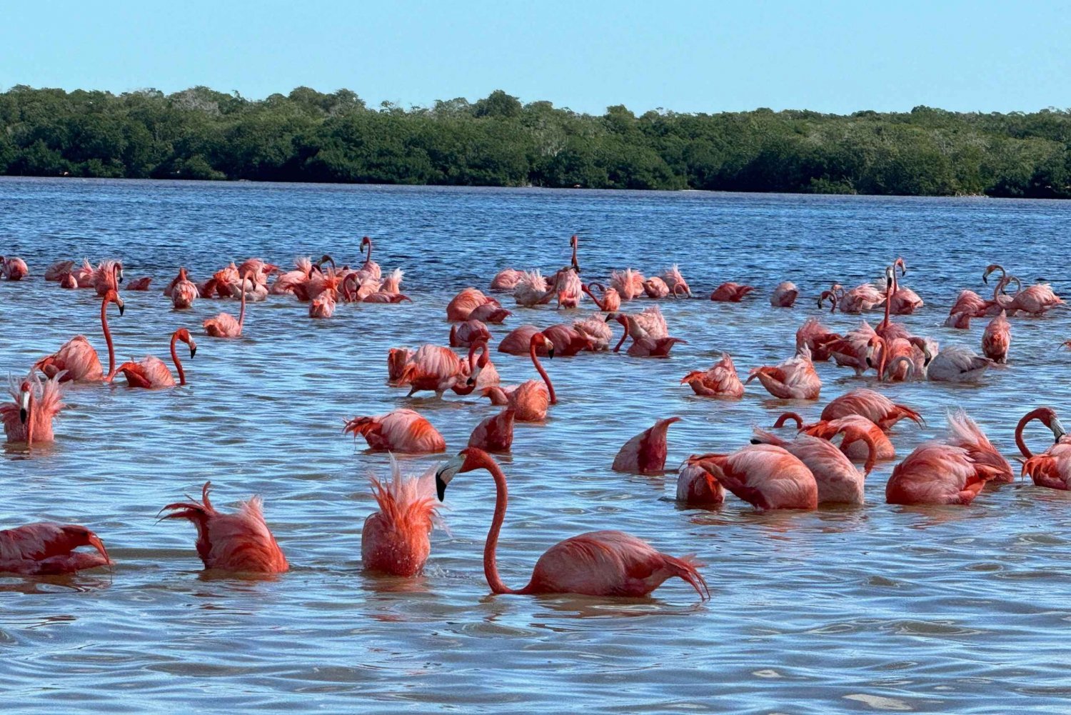 Celestún mangroves, pink flamingos and beach tour