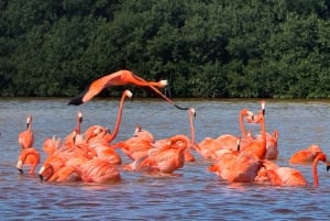 Mérida: Manglares de Celestún, Flamencos Rosas y Tour en barco por la playa