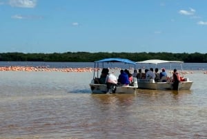 Mérida: Manglares de Celestún, Flamencos Rosas y Tour en barco por la playa