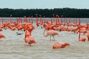 Mérida: Manglares de Celestún, Flamencos Rosas y Tour en barco por la playa