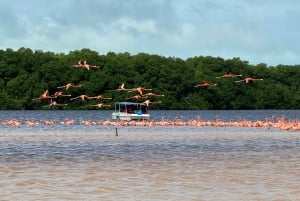 Mérida: Manglares de Celestún, Flamencos Rosas y Tour en barco por la playa