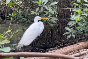 Mérida: Manglares de Celestún, Flamencos Rosas y Tour en barco por la playa