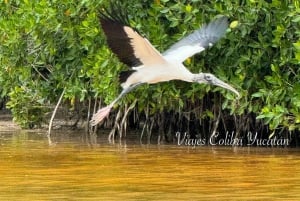 Mérida: Manglares de Celestún, Flamencos Rosas y Tour en barco por la playa