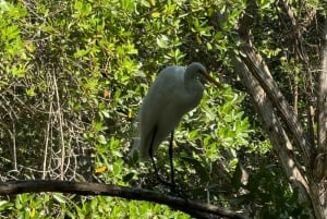 Mérida: Manglares de Celestún, Flamencos Rosas y Tour en barco por la playa