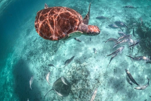 Playa del Carmen: Nada y bucea con tortugas en la playa de Akumal