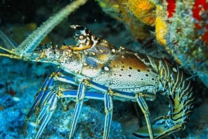 Cozumel: Pase de un día al Parque Chankanab y excursión de snorkel