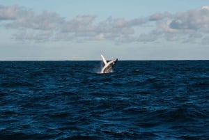 Whale Watching Tour in La Paz