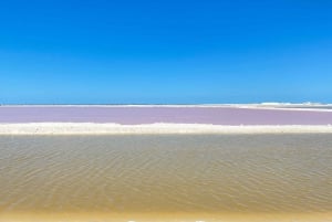 Experiencia Natural Río Lagartos y Las Coloradas.