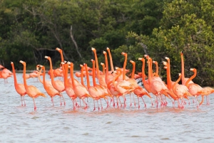 Experiencia Natural Río Lagartos y Las Coloradas.