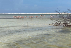 Experiencia Natural Río Lagartos y Las Coloradas.