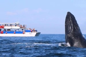 Avistamiento de Ballenas + Nado con Delfines en Puerto Vallarta