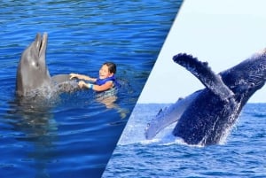 Avistamiento de Ballenas + Nado con Delfines en Puerto Vallarta