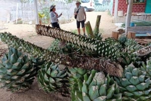 Oaxaca: Ancestral Mezcal Experience