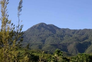 Oaxaca: Forest and Nature Walking Experience