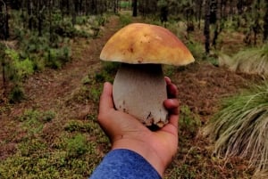 Oaxaca: Senderismo en el Bosque de Hongos de Cuajimoloyas