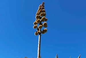 Oaxaca: Senderismo en el Bosque de Hongos de Cuajimoloyas