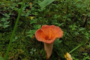 Oaxaca: Senderismo en el Bosque de Hongos de Cuajimoloyas