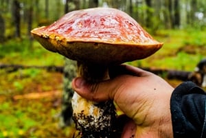 Oaxaca: Senderismo en el Bosque de Hongos de Cuajimoloyas