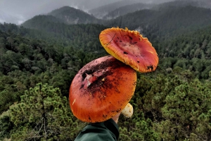 Oaxaca: Senderismo en la Sierra Norte