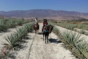 Oaxaca: Horseback Riding and Mezcal Tasting Tour