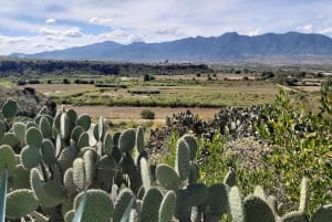 Oaxaca: La Culebra - Prehistoric Caves 1 Day Bike Tour