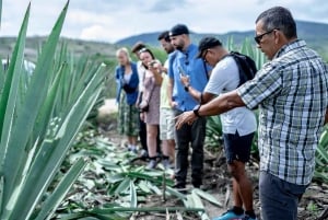 Oaxaca: Mezcal Distillery Tour with Tastings