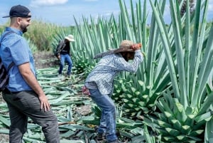 Oaxaca: Mezcal Distillery Tour with Tastings