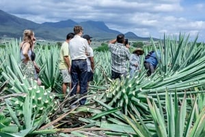 Oaxaca: Visita a una Destilería de Mezcal con Degustaciones