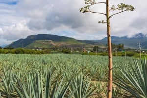 Oaxaca: Mezcal Distillery Tour with Tastings