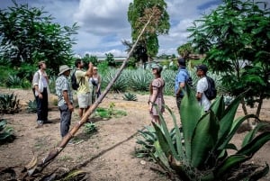 Oaxaca: Mezcal Distillery Tour with Tastings