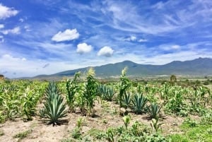 Oaxaca: Private Gastronomy and Culture Tour