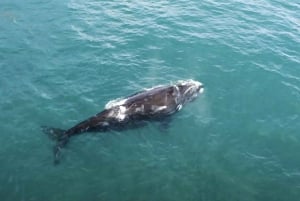 Safari Oceánico en La Ventana BCS