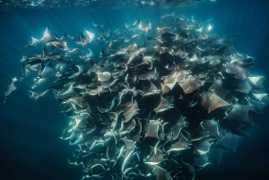 Safari Oceánico: mobulas, delfines, orcas, avistamiento de ballenas &más