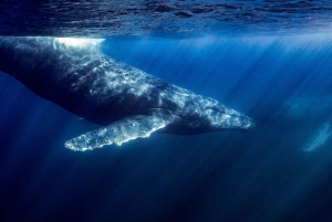 Safari Oceánico: mobulas, delfines, orcas, avistamiento de ballenas &más