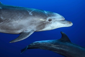 Safari Oceánico: mobulas, delfines, orcas, avistamiento de ballenas &más