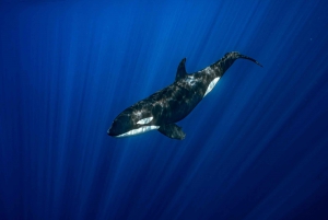 Safari Oceánico: mobulas, delfines, orcas, avistamiento de ballenas &más