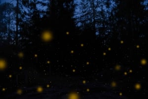 One day tour from Mexico City to Firefly Sanctuary