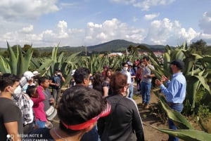One day tour from Mexico City to Firefly Sanctuary