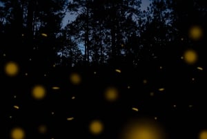 One day tour from Mexico City to Firefly Sanctuary